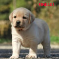 Chiot Labrador Lof