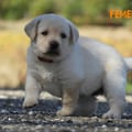 Chiot Labrador Lof