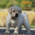 Chiot Labrador Lof