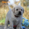 Chiot Labrador Lof