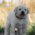 Chiot Labrador Lof