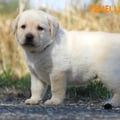 Chiot Labrador Lof