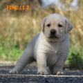 Chiot Labrador Lof
