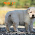Chiot Labrador Lof