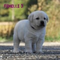 Chiot Labrador Lof