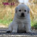 Chiot Labrador Lof