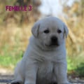 Chiot Labrador Lof