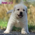 Chiot Labrador Lof