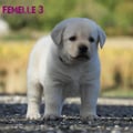 Chiot Labrador Lof