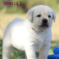 Chiot Labrador Lof