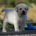 Chiot Labrador Lof