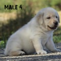 Chiot Labrador Lof