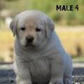 Chiot Labrador Lof