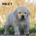 Chiot Labrador Lof