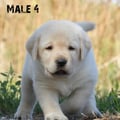 Chiot Labrador Lof