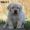 Chiot Labrador Lof