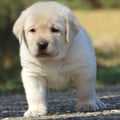 Chiot Labrador Lof