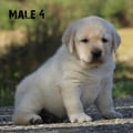Chiot Labrador Lof