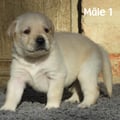 Chiot Labrador Lof