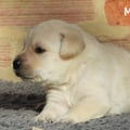 Chiot Labrador Lof