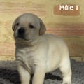 Chiot Labrador Lof