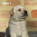 Chiot Labrador Lof