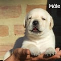 Chiot Labrador Lof