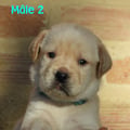 Chiot Labrador Lof
