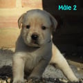Chiot Labrador Lof