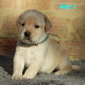Chiot Labrador Lof