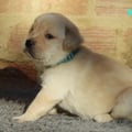 Chiot Labrador Lof