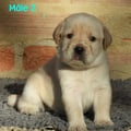 Chiot Labrador Lof