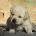 Chiot Labrador Lof