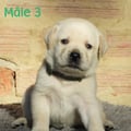Chiot Labrador Lof