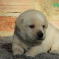 Chiot Labrador Lof