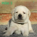 Chiot Labrador Lof