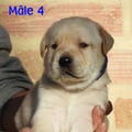 Chiot Labrador Lof