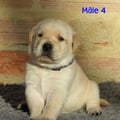 Chiot Labrador Lof