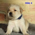 Chiot Labrador Lof