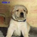Chiot Labrador Lof