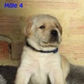 Chiot Labrador Lof