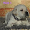 Chiot Labrador Lof