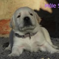 Chiot Labrador Lof