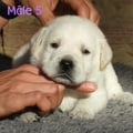 Chiot Labrador Lof