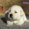 Chiot Labrador Lof