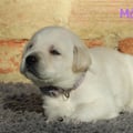Chiot Labrador Lof