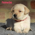 Chiot Labrador Lof