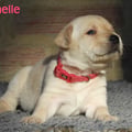 Chiot Labrador Lof