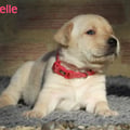 Chiot Labrador Lof