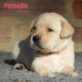Chiot Labrador Lof
